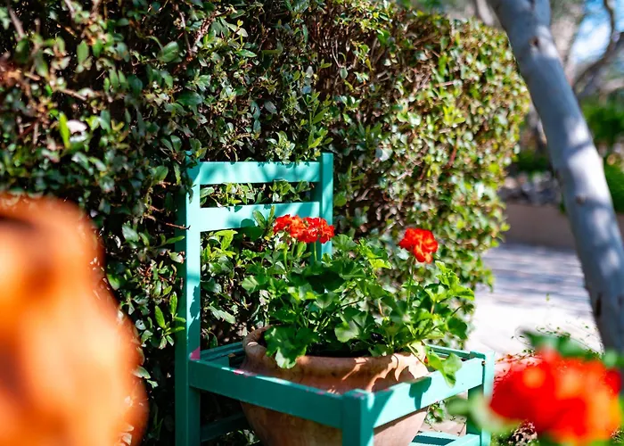 Mladenka ברודאריצה